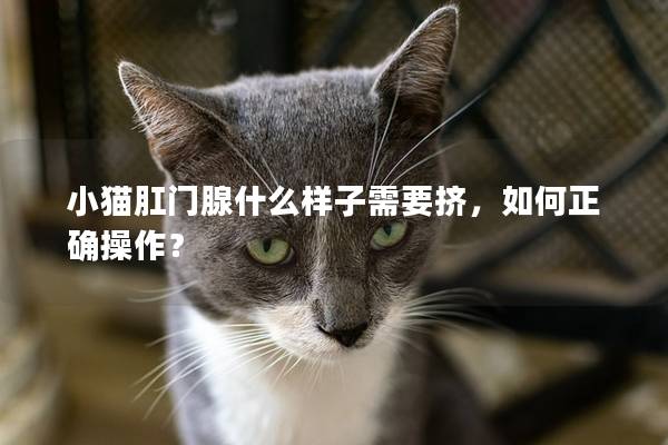 小猫肛门腺什么样子需要挤，如何正确操作？