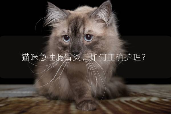 猫咪急性肠胃炎，如何正确护理？