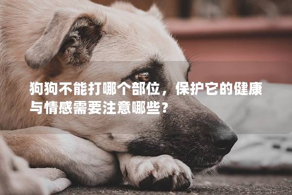 狗狗不能打哪个部位，保护它的健康与情感需要注意哪些？