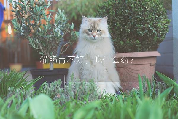 猫肠胃不好，吃什么药？