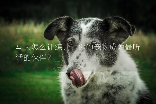 马犬怎么训练，让你的宠物成为最听话的伙伴？