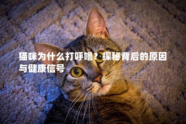 猫咪为什么打呼噜？探秘背后的原因与健康信号