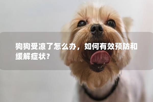 狗狗受凉了怎么办，如何有效预防和缓解症状？