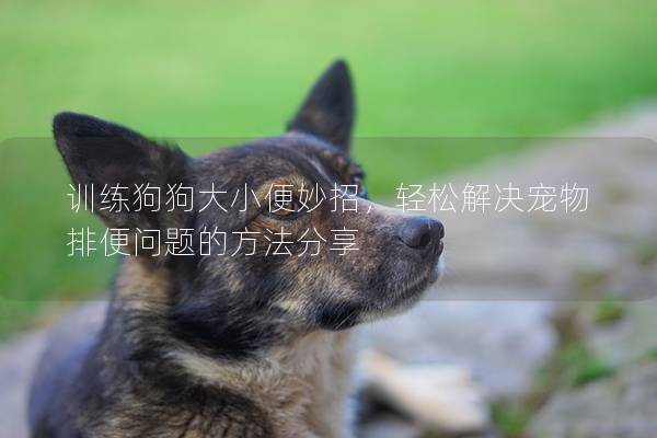 训练狗狗大小便妙招，轻松解决宠物排便问题的方法分享