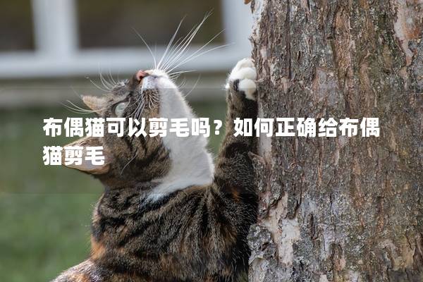 布偶猫可以剪毛吗？如何正确给布偶猫剪毛