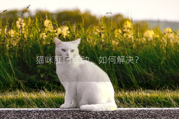 猫咪肛门红肿，如何解决？