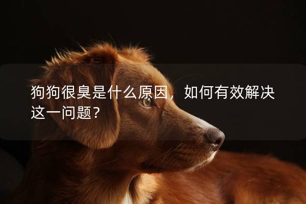 狗狗很臭是什么原因，如何有效解决这一问题？