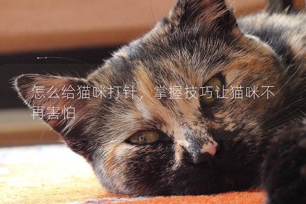 怎么给猫咪打针，掌握技巧让猫咪不再害怕