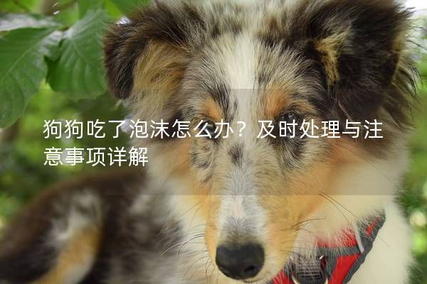 狗狗吃了泡沫怎么办？及时处理与注意事项详解