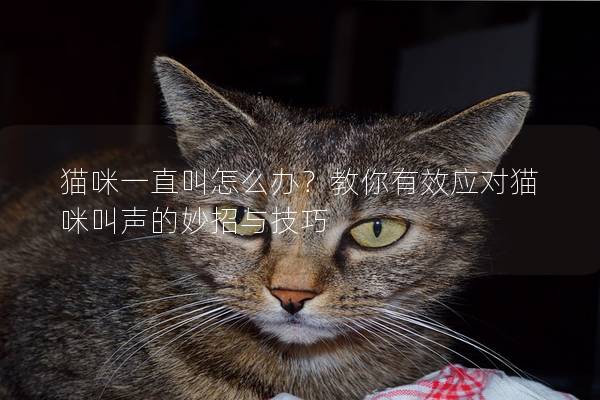 猫咪一直叫怎么办？教你有效应对猫咪叫声的妙招与技巧