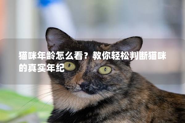 猫咪年龄怎么看？教你轻松判断猫咪的真实年纪