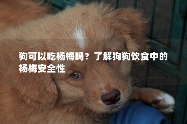 狗可以吃杨梅吗？了解狗狗饮食中的杨梅安全性