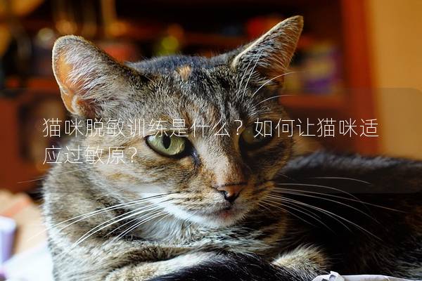 猫咪脱敏训练是什么？如何让猫咪适应过敏原？