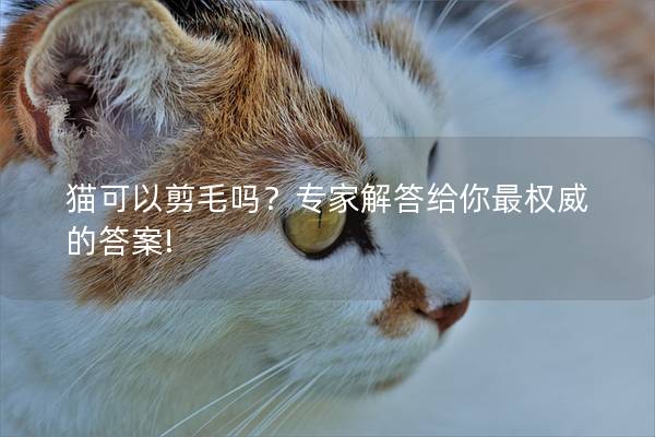 猫可以剪毛吗？专家解答给你最权威的答案!