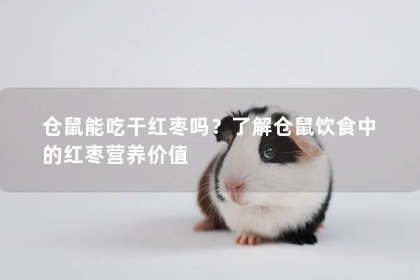 仓鼠能吃干红枣吗?了解仓鼠饮食中的红枣营养价值 仓鼠能吃干红枣吗?了解仓鼠饮食中的红枣营养价值
