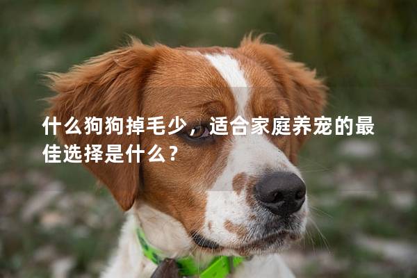 什么狗狗掉毛少，适合家庭养宠的最佳选择是什么？