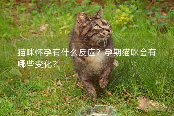 猫咪怀孕有什么反应？孕期猫咪会有哪些变化？