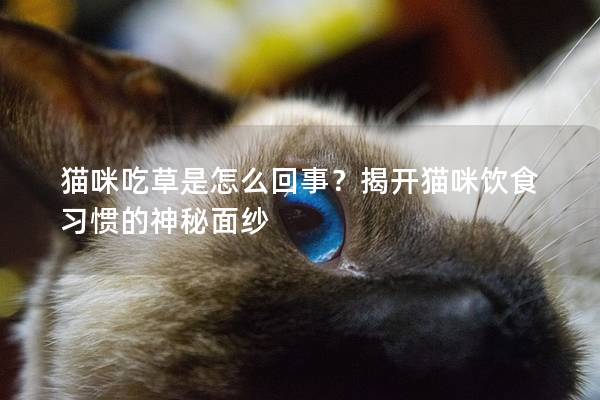 猫咪吃草是怎么回事？揭开猫咪饮食习惯的神秘面纱