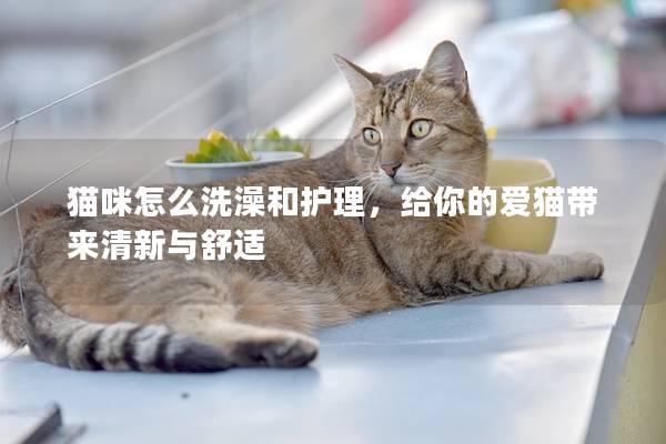 猫咪怎么洗澡和护理，给你的爱猫带来清新与舒适