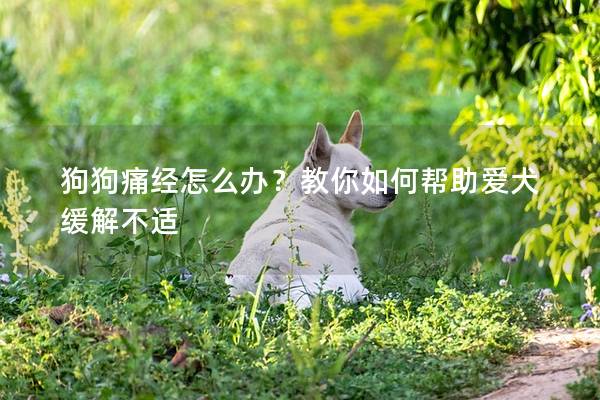 狗狗痛经怎么办？教你如何帮助爱犬缓解不适