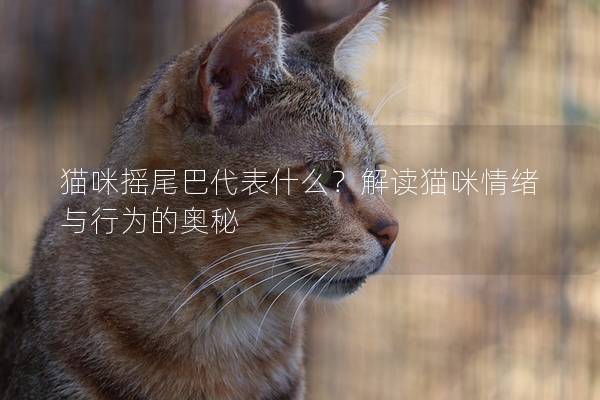 猫咪摇尾巴代表什么？解读猫咪情绪与行为的奥秘