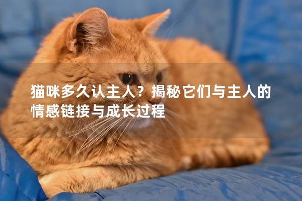 猫咪多久认主人？揭秘它们与主人的情感链接与成长过程