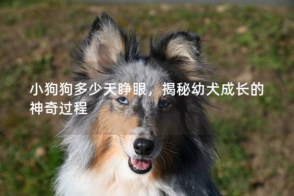 小狗狗多少天睁眼，揭秘幼犬成长的神奇过程