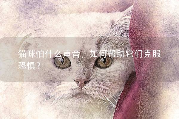 猫咪怕什么声音，如何帮助它们克服恐惧？