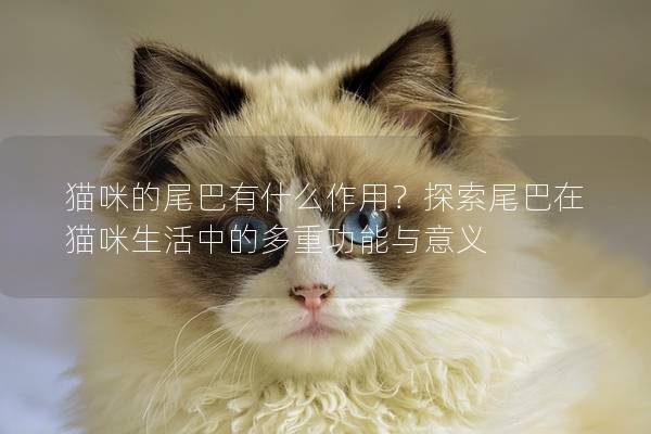 猫咪的尾巴有什么作用？探索尾巴在猫咪生活中的多重功能与意义