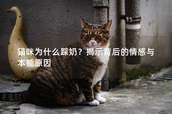 猫咪为什么踩奶？揭示背后的情感与本能原因