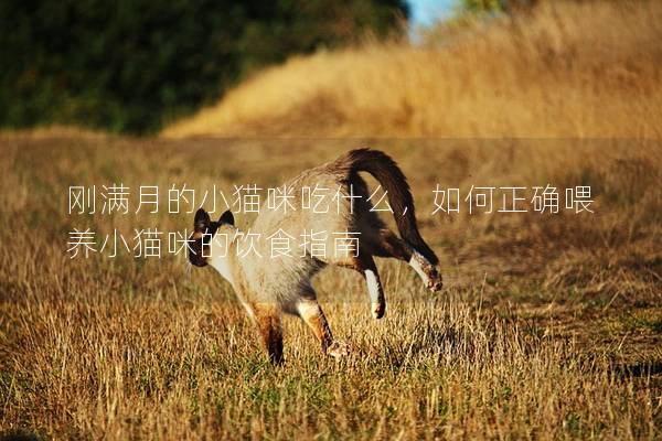 刚满月的小猫咪吃什么，如何正确喂养小猫咪的饮食指南