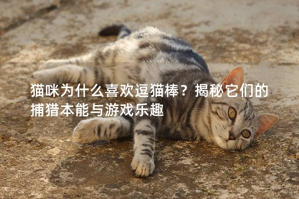 猫咪为什么喜欢逗猫棒？揭秘它们的捕猎本能与游戏乐趣