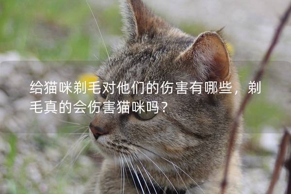 给猫咪剃毛对他们的伤害有哪些，剃毛真的会伤害猫咪吗？