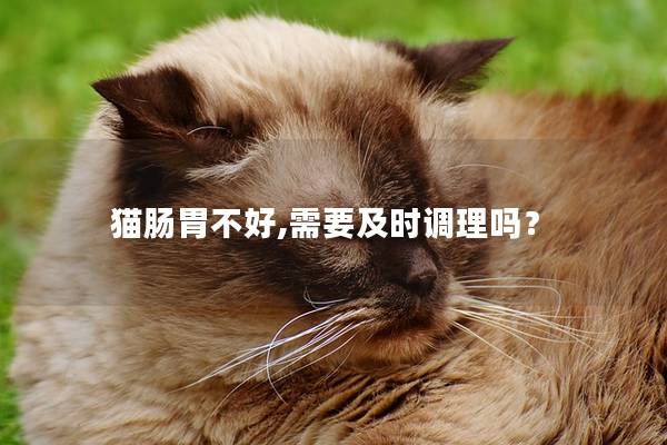 猫肠胃不好,需要及时调理吗？