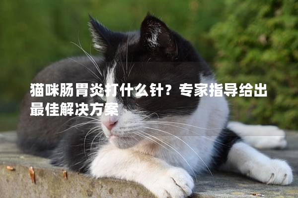 猫咪肠胃炎打什么针？专家指导给出最佳解决方案