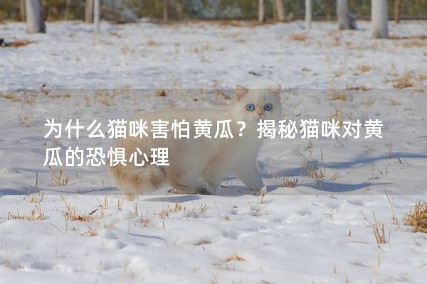 为什么猫咪害怕黄瓜？揭秘猫咪对黄瓜的恐惧心理