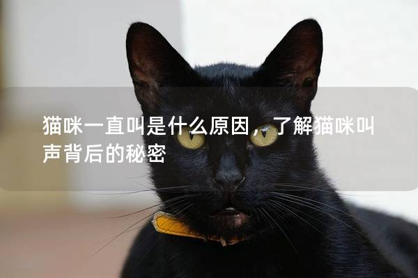 猫咪一直叫是什么原因，了解猫咪叫声背后的秘密