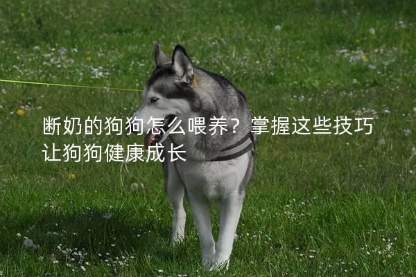 断奶的狗狗怎么喂养？掌握这些技巧让狗狗健康成长