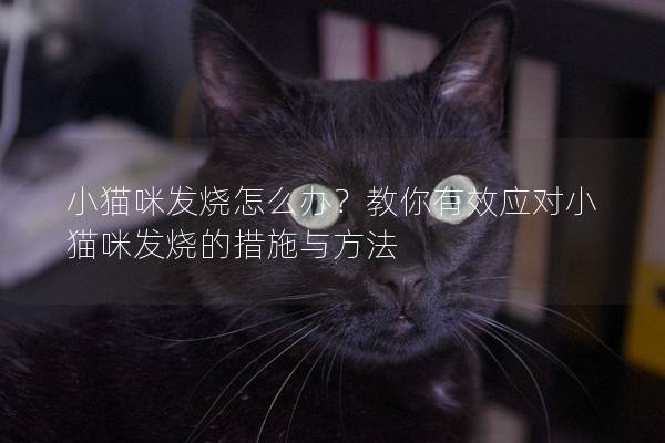 小猫咪发烧怎么办？教你有效应对小猫咪发烧的措施与方法