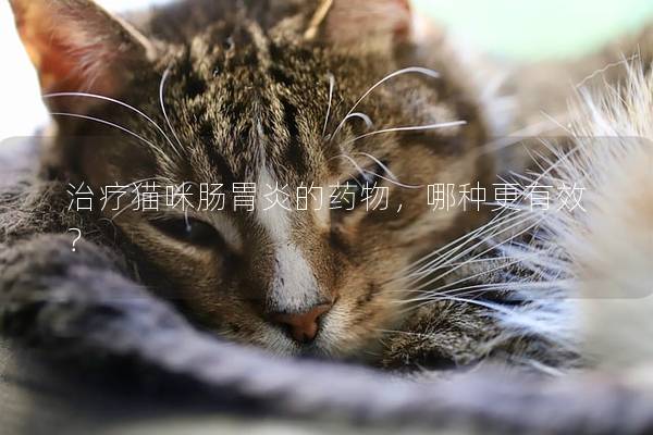 治疗猫咪肠胃炎的药物，哪种更有效？