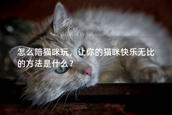 怎么陪猫咪玩，让你的猫咪快乐无比的方法是什么？