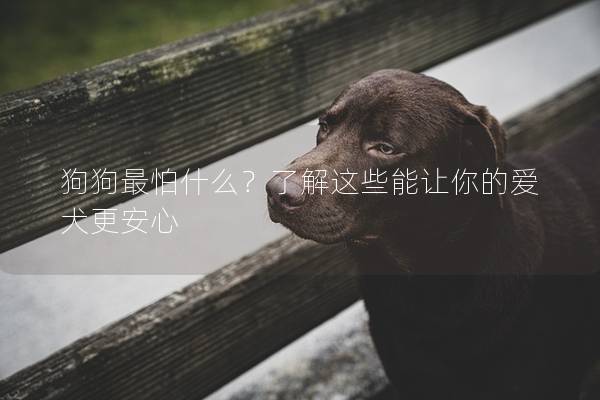 狗狗最怕什么？了解这些能让你的爱犬更安心