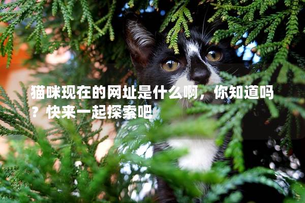 猫咪现在的网址是什么啊，你知道吗？快来一起探索吧