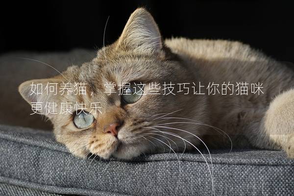 如何养猫，掌握这些技巧让你的猫咪更健康快乐