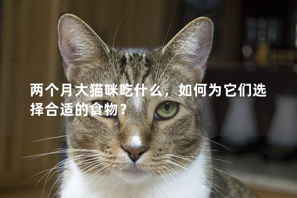 两个月大猫咪吃什么，如何为它们选择合适的食物？