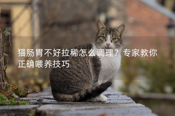 猫肠胃不好拉稀怎么调理？专家教你正确喂养技巧