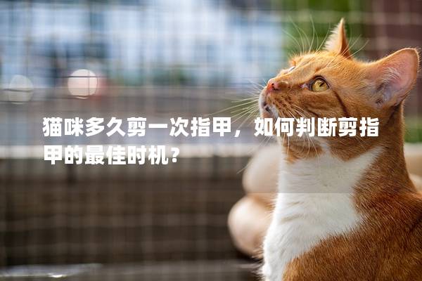 猫咪多久剪一次指甲，如何判断剪指甲的最佳时机？