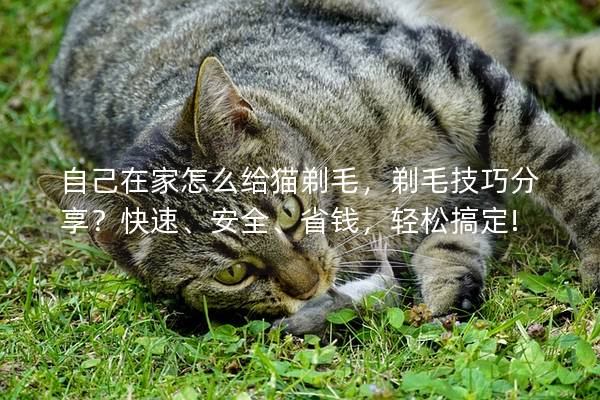 自己在家怎么给猫剃毛，剃毛技巧分享？快速、安全、省钱，轻松搞定!