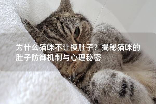 为什么猫咪不让摸肚子？揭秘猫咪的肚子防御机制与心理秘密