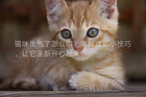 猫咪生气了怎么哄？掌握这些小技巧，让它重新开心起来